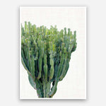 Print - Cactus Garden Mon Manabu