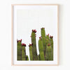 Print - Cactus Mon Manabu
