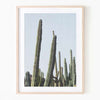Print - Desert Cactus Mon Manabu